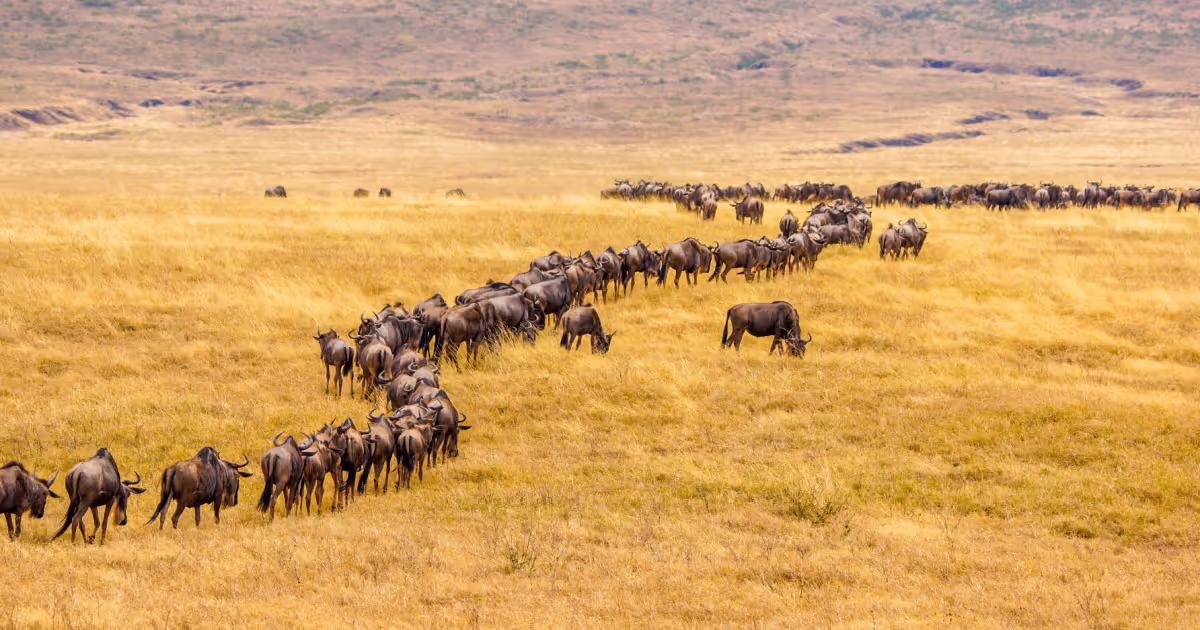 Accelerating software and system migrations with Cortex